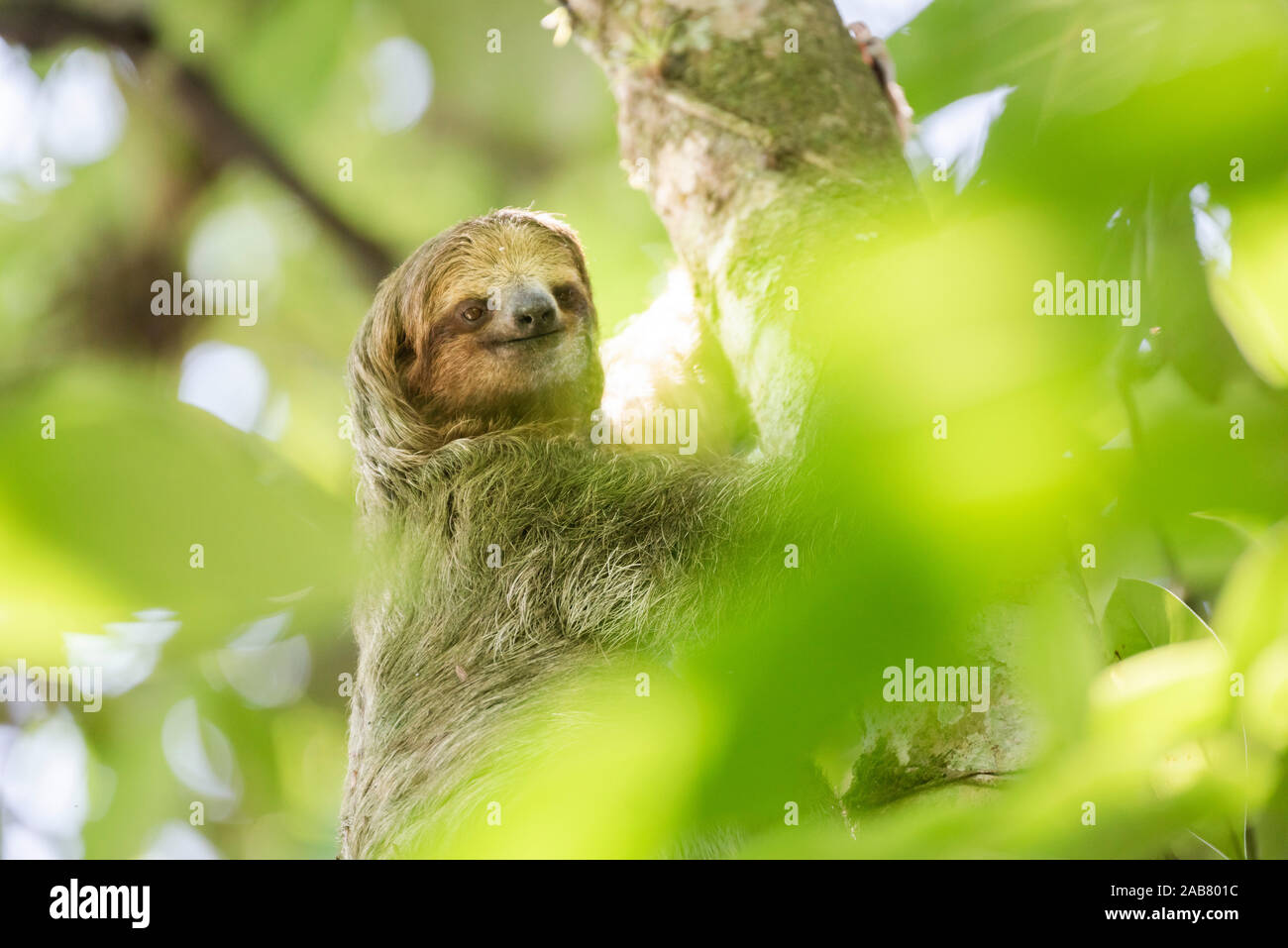 Brown-throated three-toed Sloth (Bradypus variegatus), Tortuguero National Park, Limon Province, Costa Rica, Central America Stock Photo
