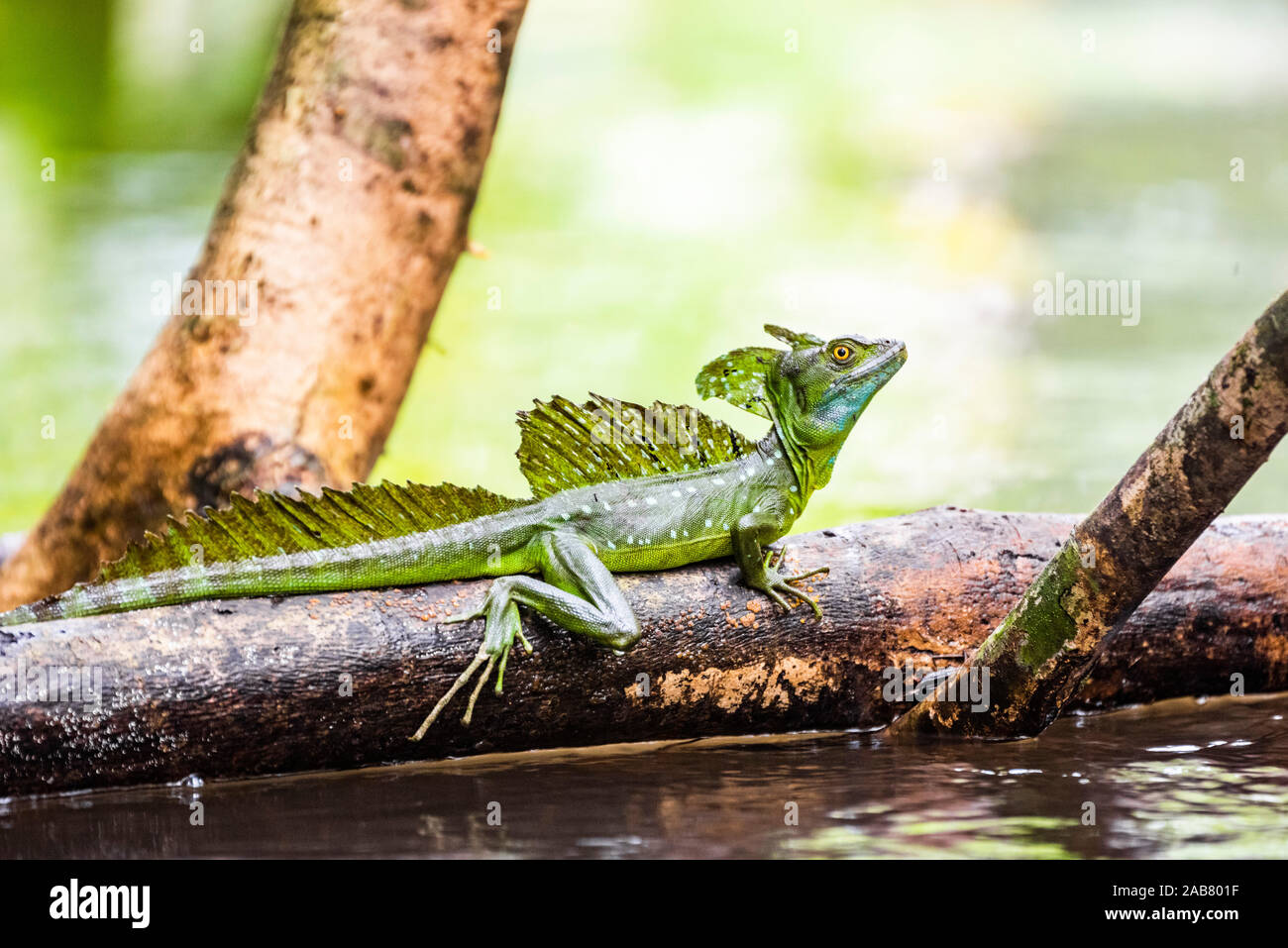 Common Basilisk (Jesus Christ Lizard) (Basiliscus Basiliscus), Tortuguero National Park, Limon Province, Costa Rica, Central America Stock Photo