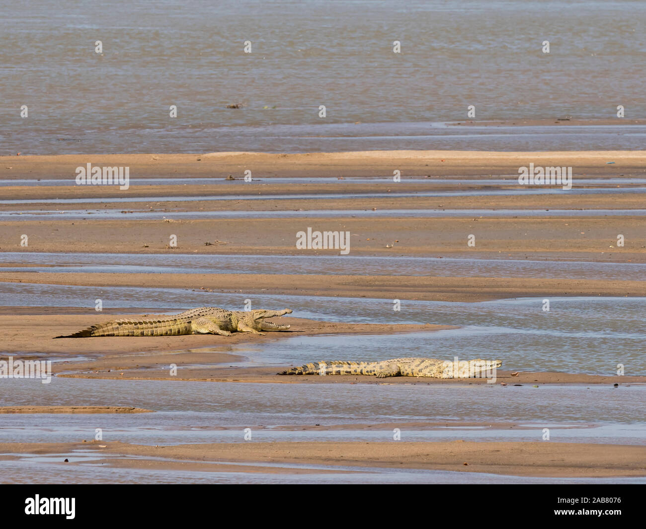 Adult Nile crocodiles (Crocodylus niloticus) basking in the sun in South Luangwa National Park, Zambia, Africa Stock Photo