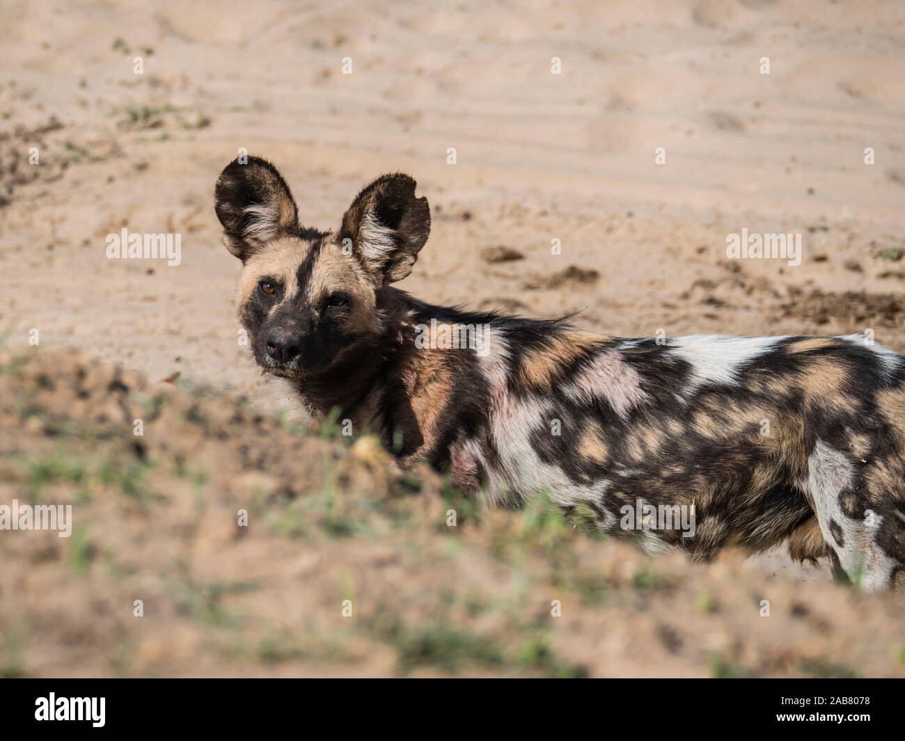 A Cape wild dog (Lycaon pictus pictus), listed as Endangered, South Luangwa National Park, Zambia, Africa Stock Photo