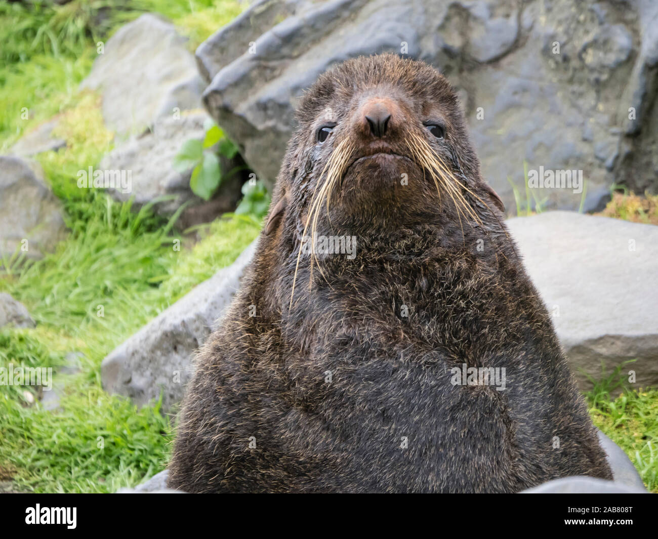 Adult bull northern fur seal (Callorhinus ursinus) on St. Paul Island, Pribilof Islands, Alaska, North America Stock Photo