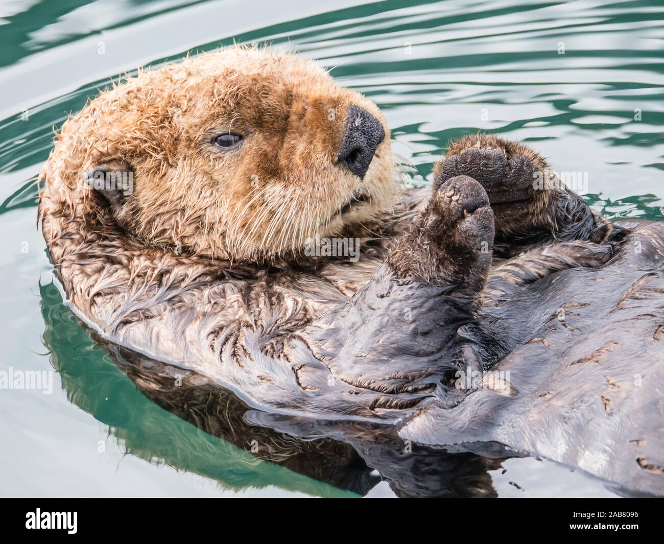 An adult sea otter (Enhydra lutris) resting on its back in the harbor at Kodiak, Kodiak Island, Alaska, North America Stock Photo