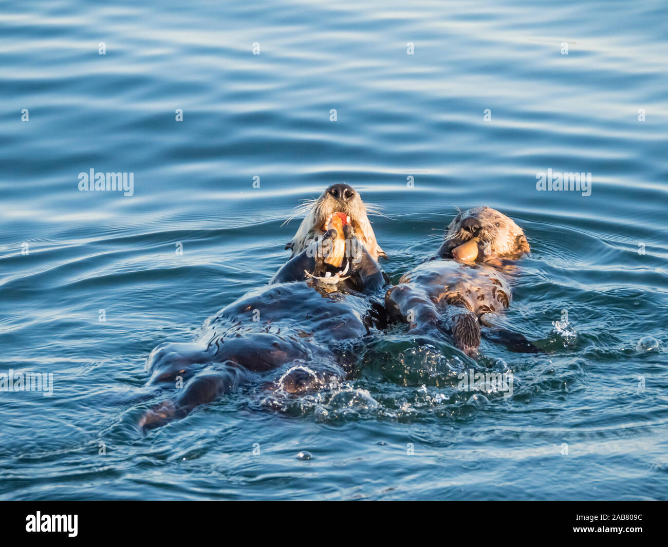 A mother and pup sea otter (Enhydra lutris), in Monterey Bay National Marine Sanctuary, California, North America Stock Photo