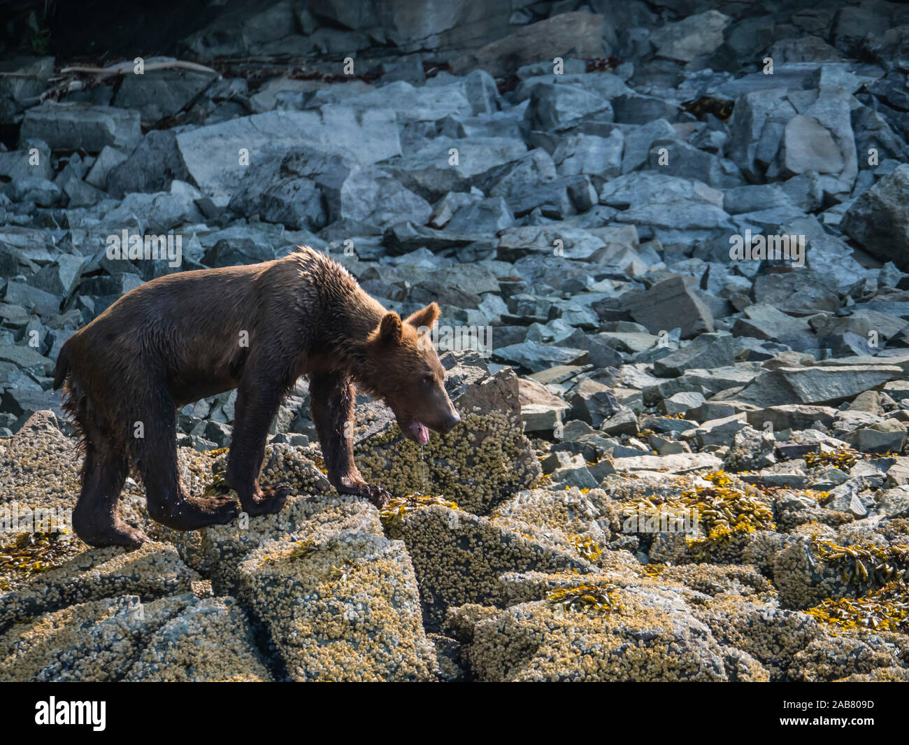 An young brown bear (Ursus arctos), in Geographic Harbor, Katmai National Park, Alaska, North America Stock Photo