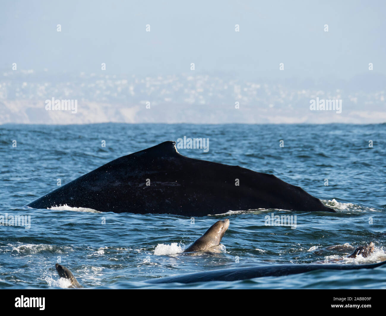 California sea lions (Zalophus californianus), with humpback whale, Monterey Bay National Marine Sanctuary, California, North America Stock Photo