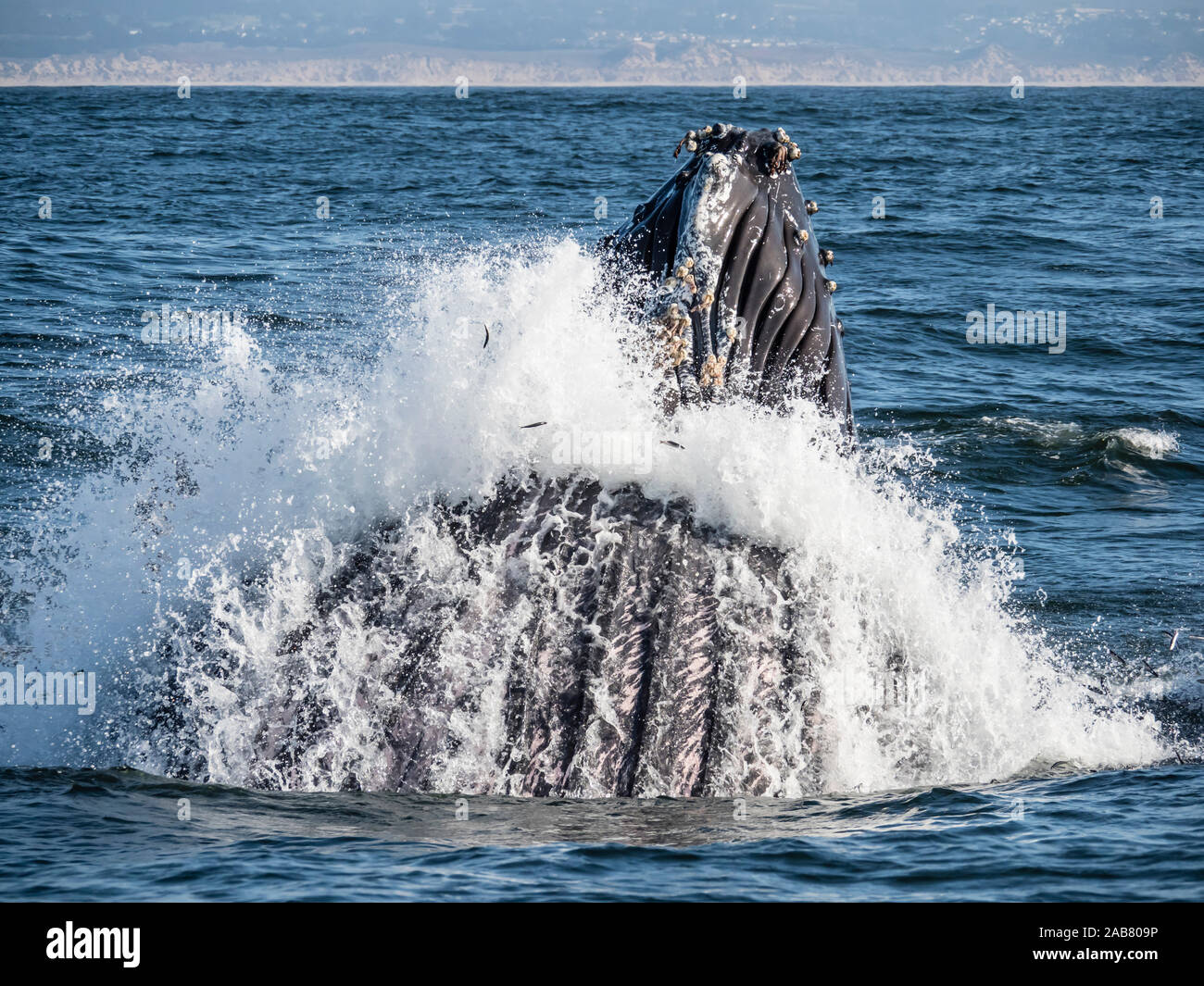 Humpback whale (Megaptera novaeangliae), lunge-feeding in Monterey Bay National Marine Sanctuary, California, North America Stock Photo