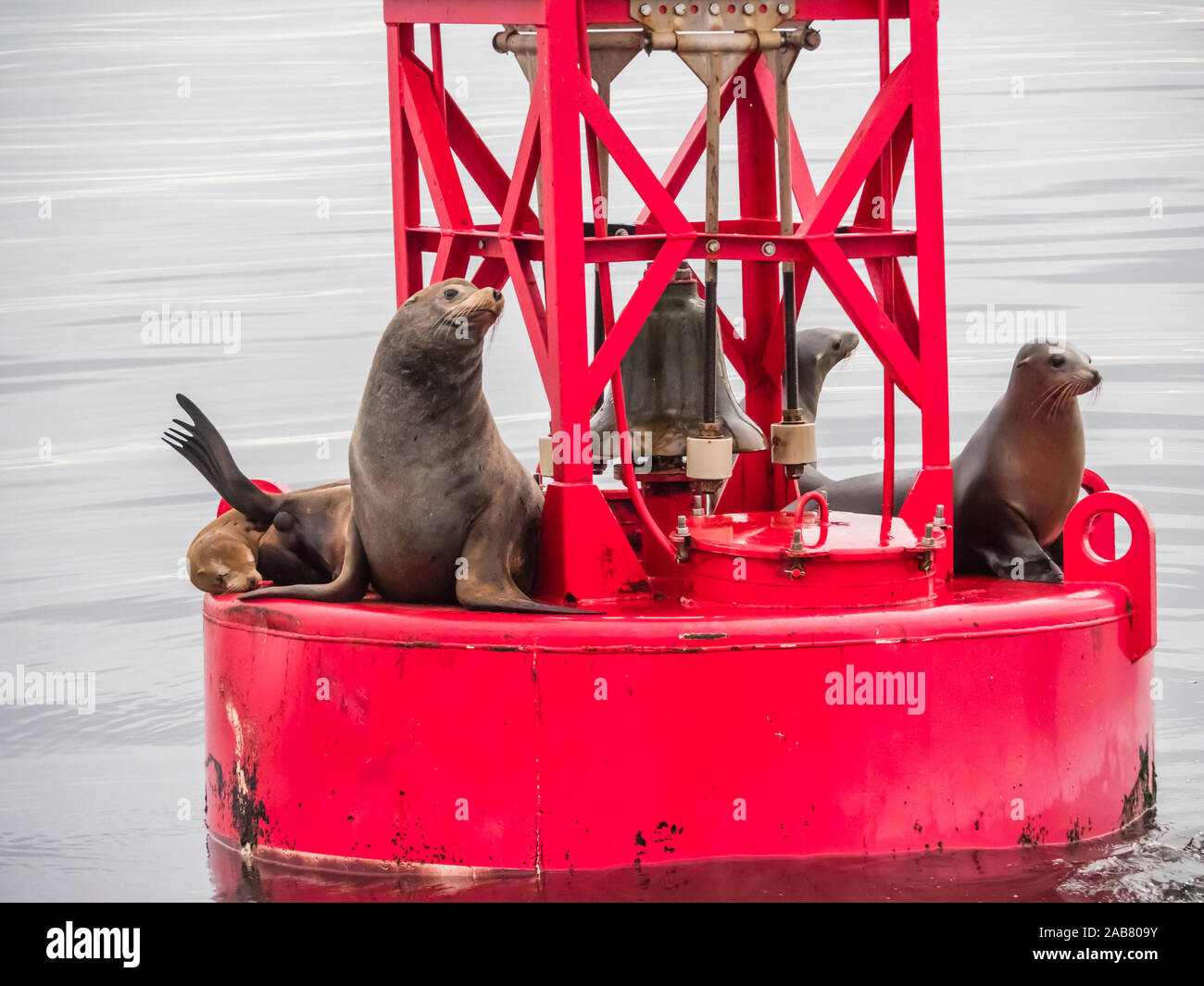 California sea lions (Zalophus californianus) on buoy in Monterey Bay National Marine Sanctuary, California, North America Stock Photo