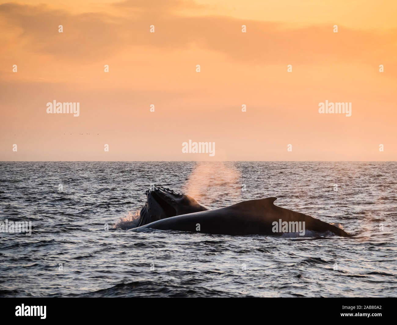 Humpback whales (Megaptera novaeangliae) at sunset in Monterey Bay National Marine Sanctuary, California, North America Stock Photo