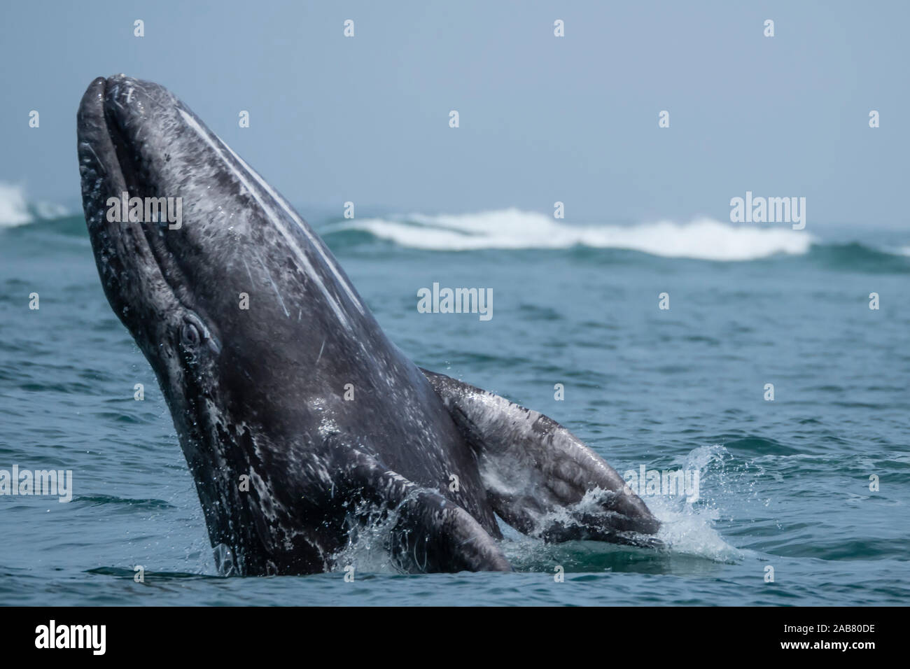 California gray whale calf (Eschrichtius robustus), breaching in San Ignacio Lagoon, Baja California Sur, Mexico, North America Stock Photo