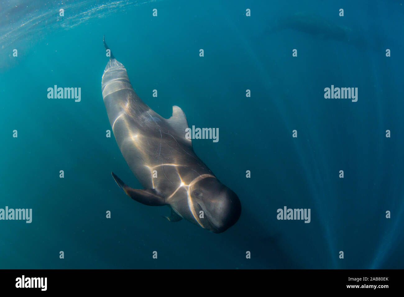 Shortfinned pilot whale (Globicephala macrorhynchus), underwater off Isla San Marcos, Baja