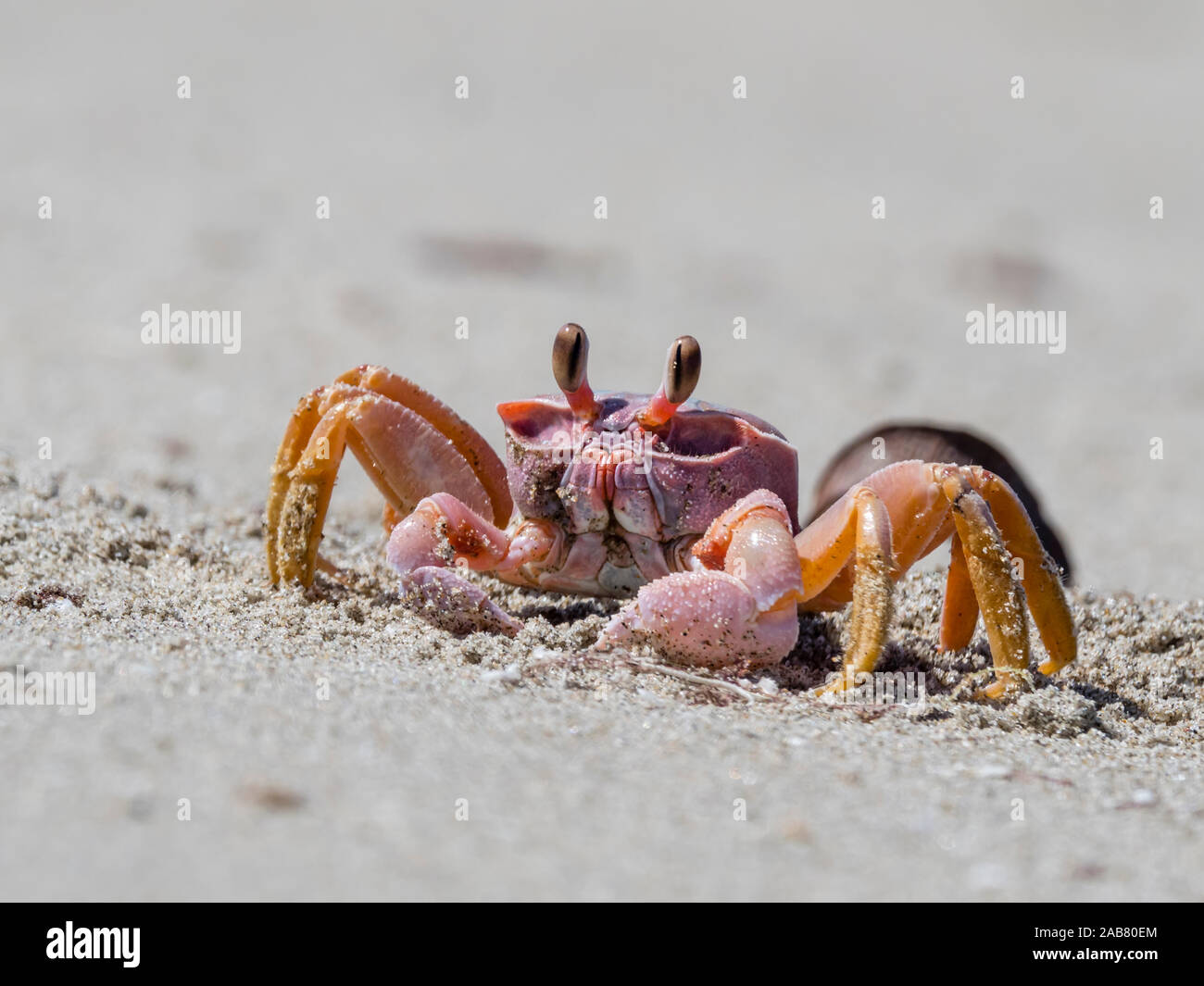 Ghost crab (Ocypode spp), near burrow on Sand Dollar Beach, Magdalena Island, Baja California Sur, Mexico, North America Stock Photo