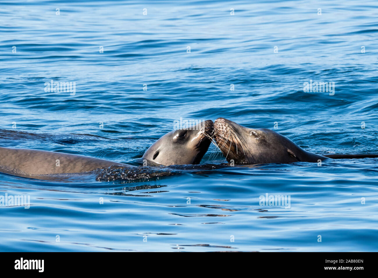 Playful California sea lions (Zalophus californianus), at Los Islotes, Baja California Sur, Mexico, North America Stock Photo