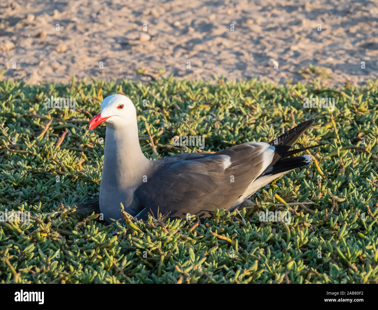 Adult Heermann's gull (Larus heermanni) at nesting site on Isla Rasa, Baja California, Mexico, North America Stock Photo