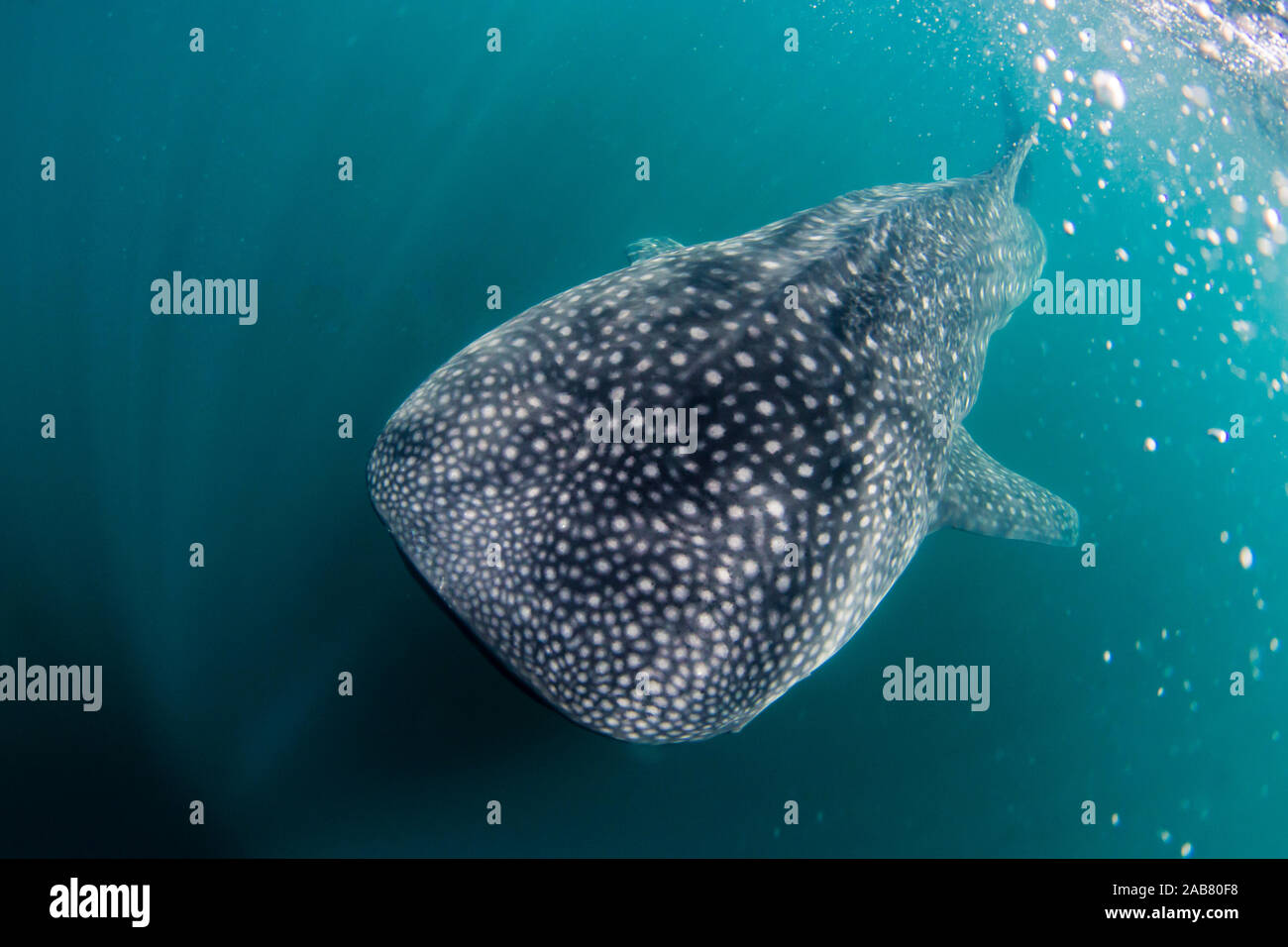 Juvenile whale shark (Rhincodon typus), underwater near Los Islotes ...