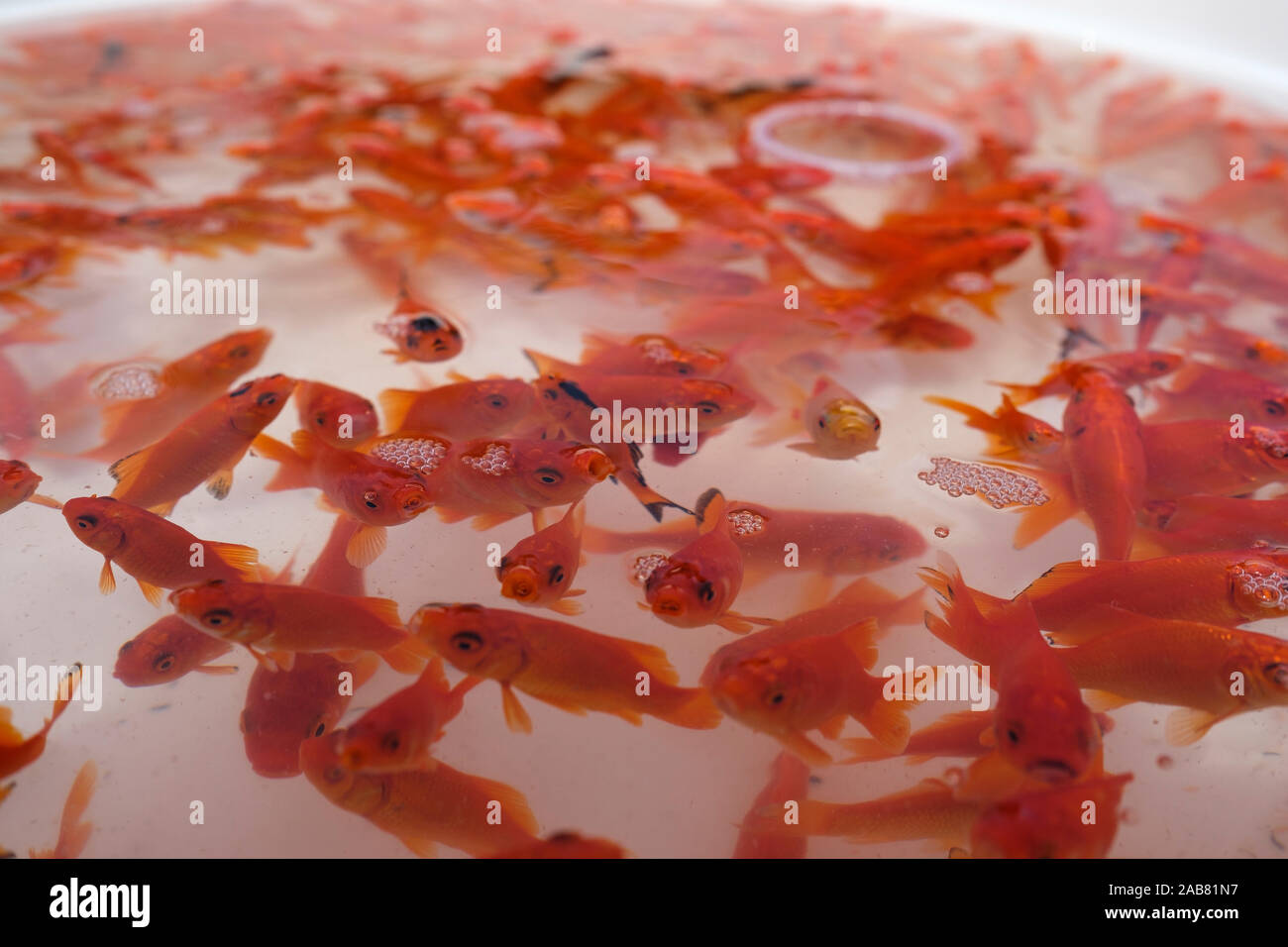 Goldfish for sale at an outdoor market of Tehran, Iran. Sellers keep them in a big tub and people come to choose which they like to buy for Nowruz. Stock Photo