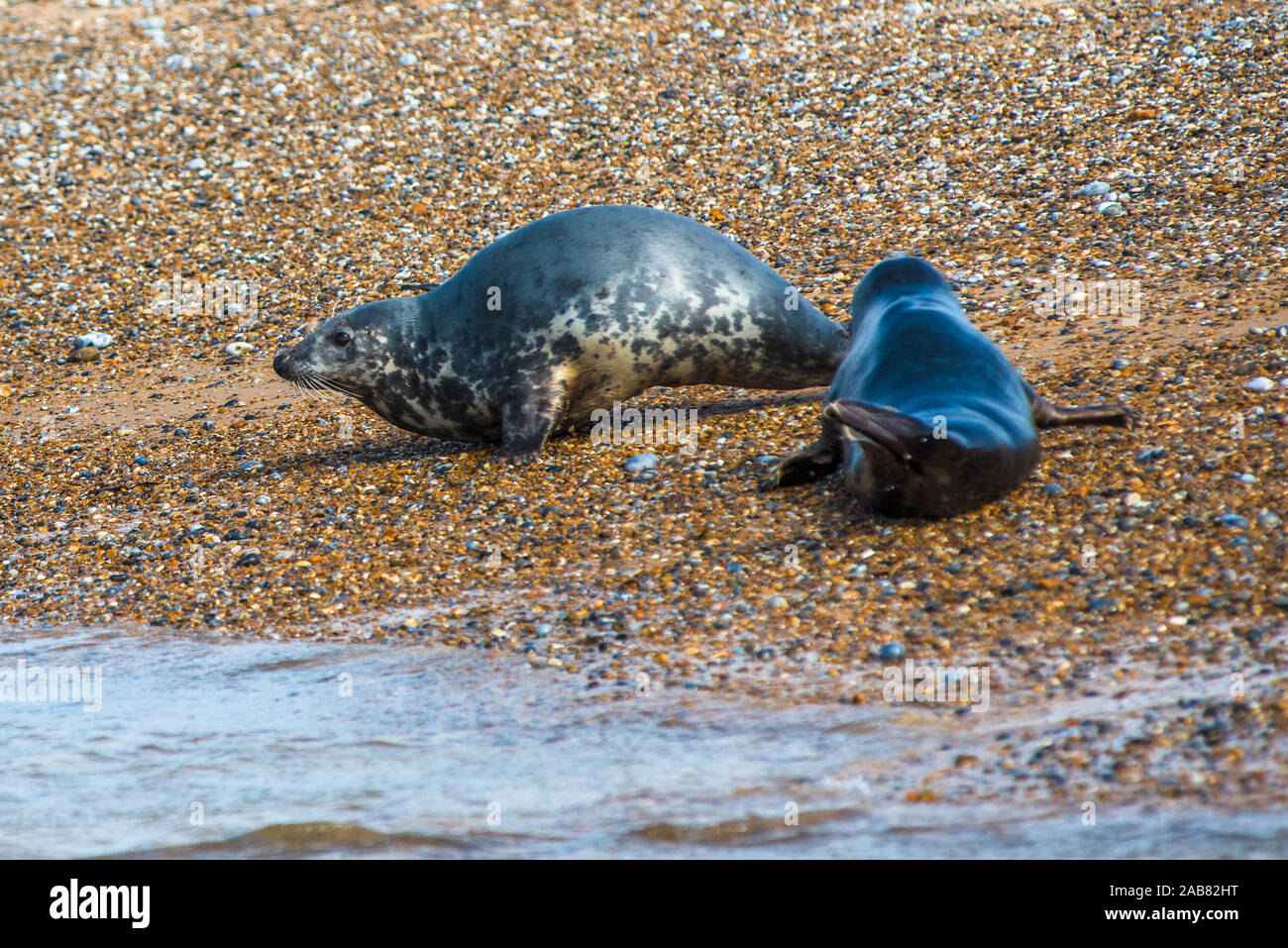 Grey seals and Common (Harbour) seals on beach at Blakeney Point