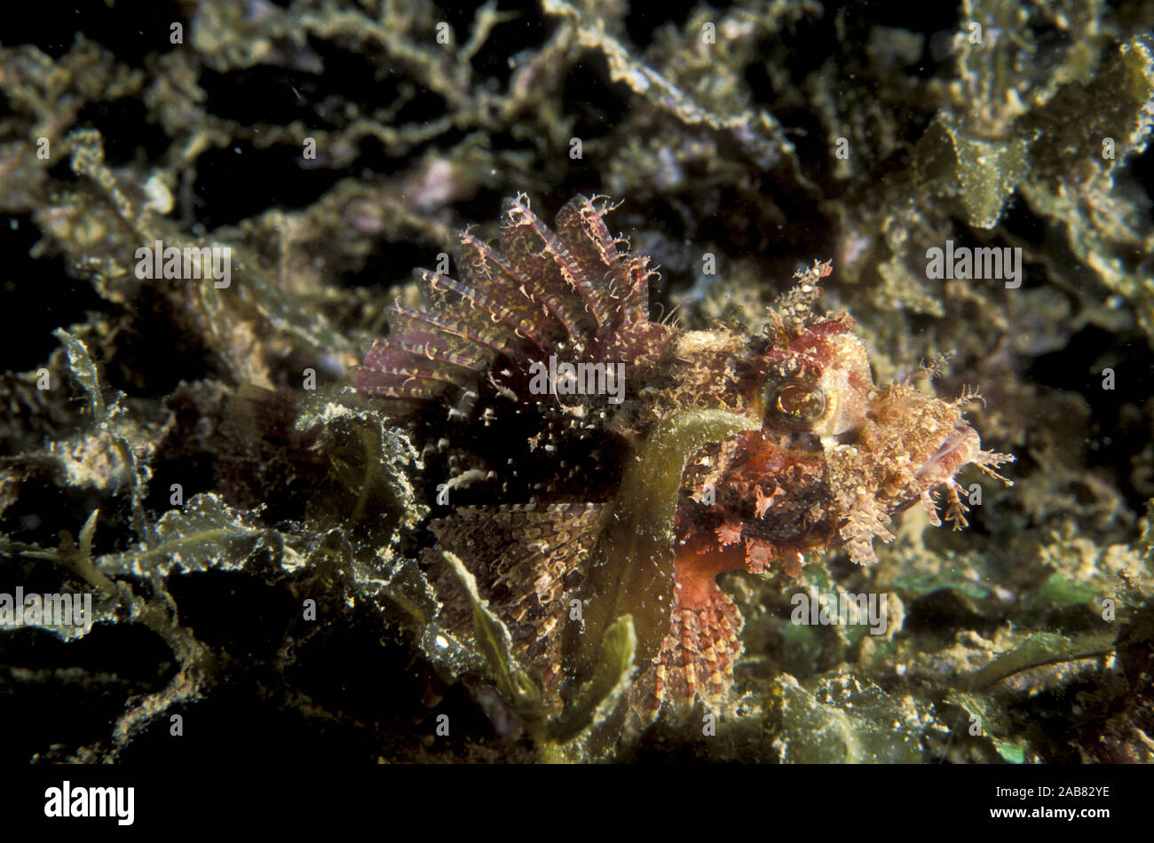 Tasselled scorpionfish (Scorpaenopsis oxycephala), possesses venomous fin spines and is bottom dweller, found widely in Central Pacific. Port Moresby, Stock Photo