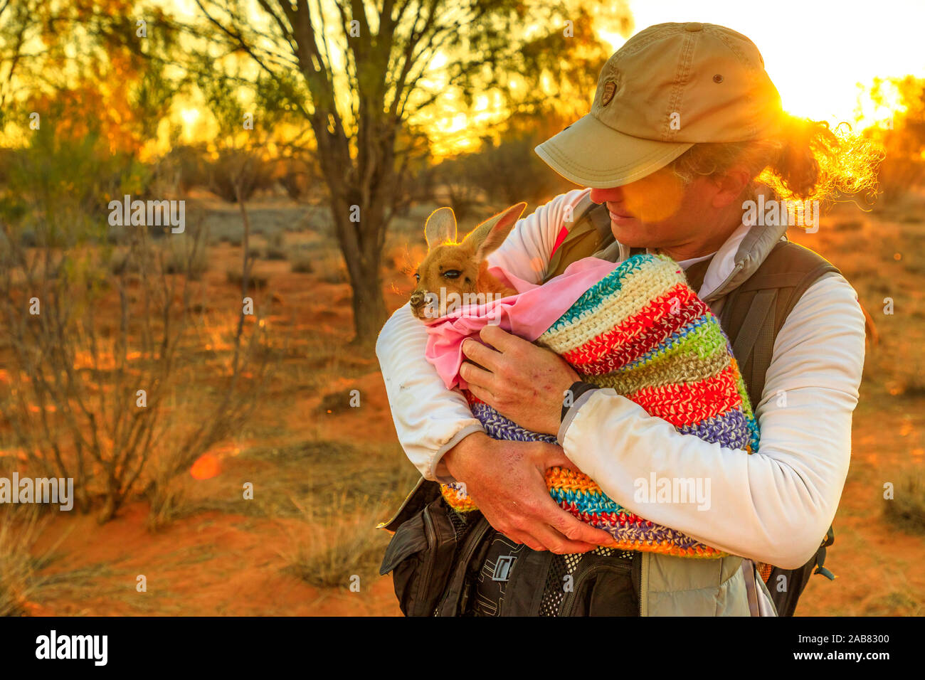 Tourist man holding orphaned baby kangaroo at sunset in Australian Outback, Red Center, Northern Territory, Australia, Pacific Stock Photo