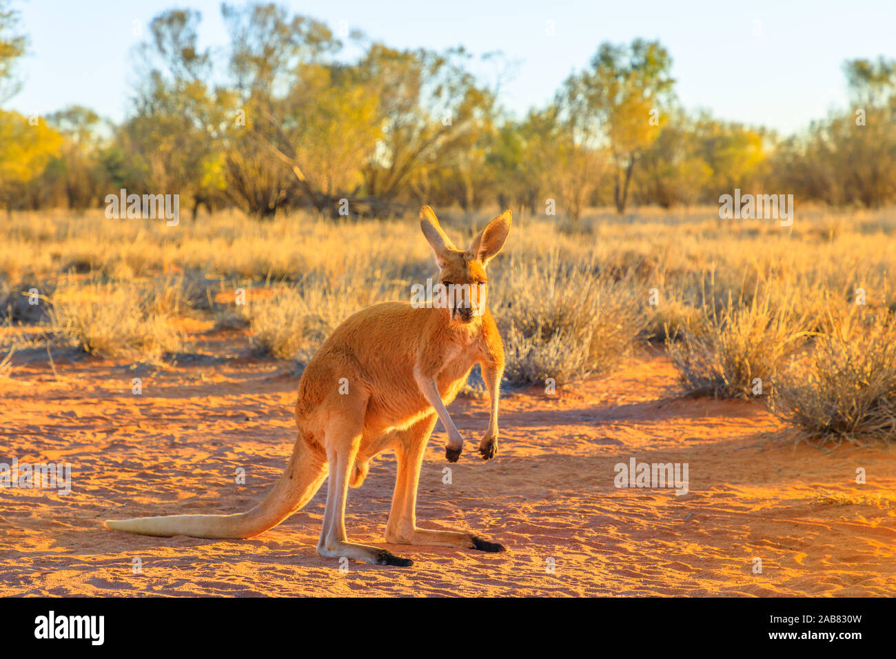 Side view of red kangaroo (Macropus rufus) standing on the red sand of Outback central Australia, at sunset, Red Center, Northern Territory, Australia Stock Photo