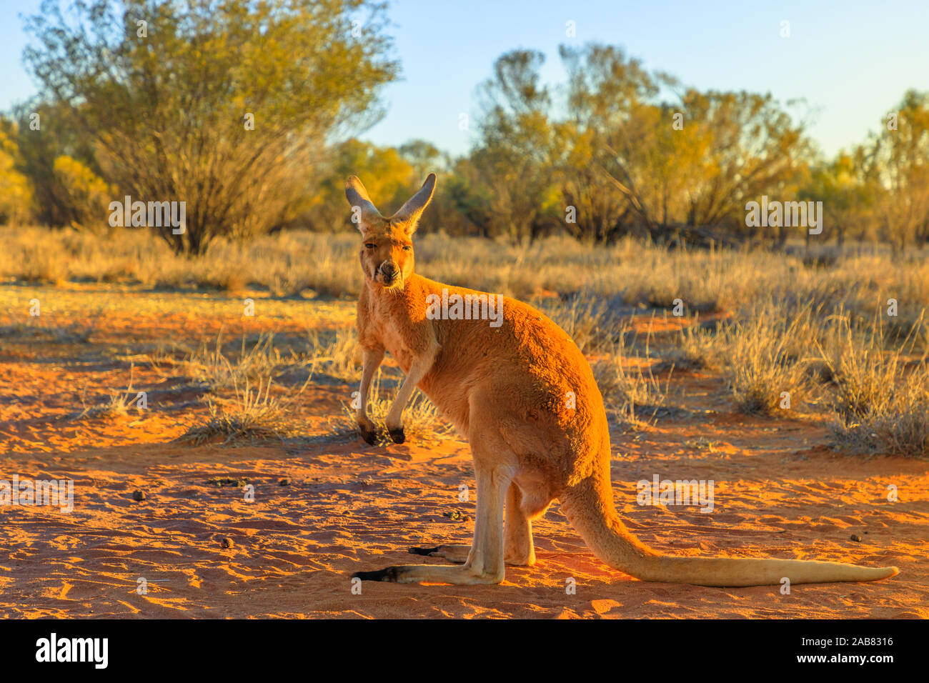 Side view of red adult kangaroo (Macropus rufus) standing on the red sand of Outback central Australia, at sunset, Red Center, Australia, Pacific Stock Photo