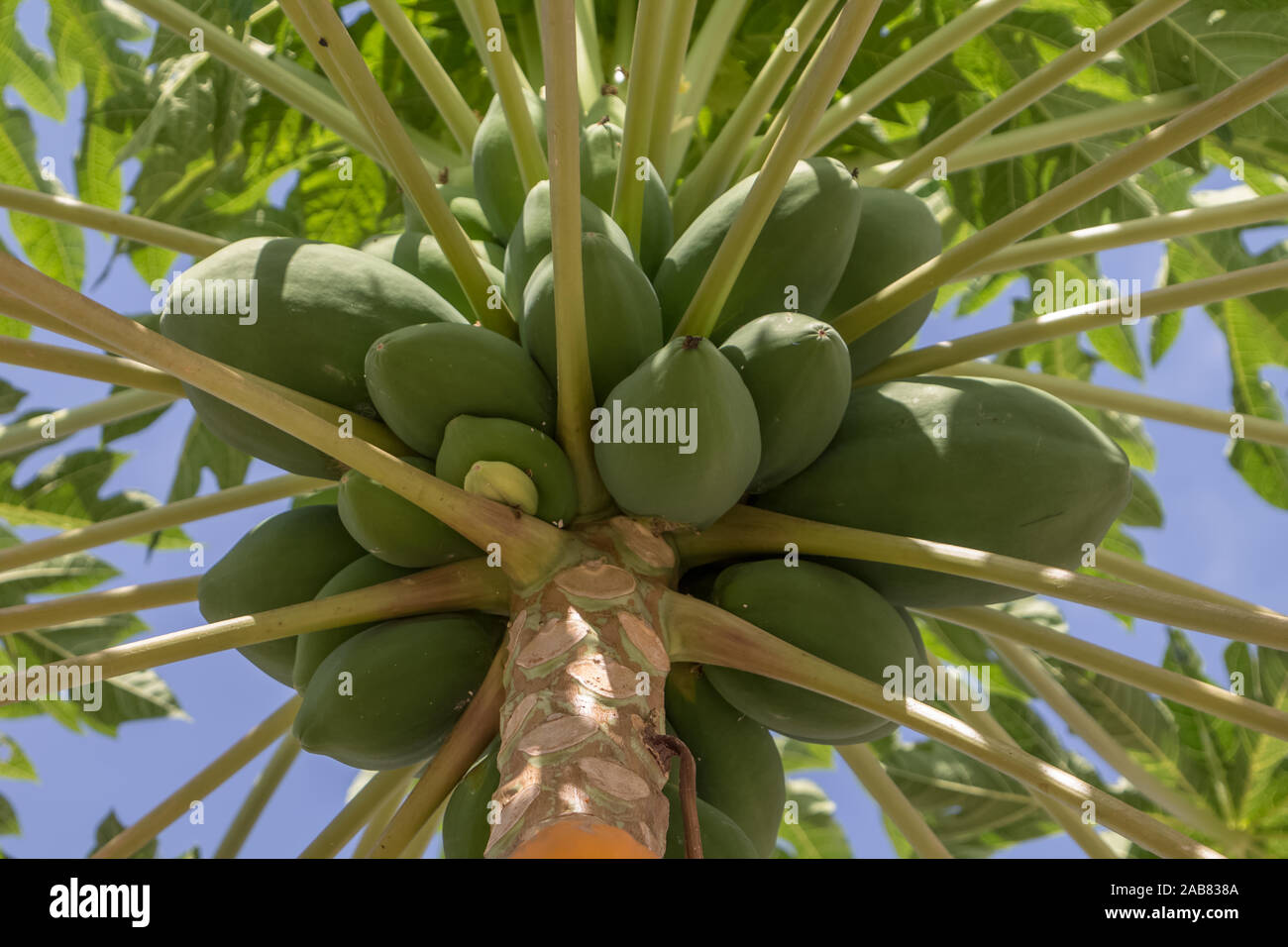 View of papaya tree with detailed growing papayas, typically tropical