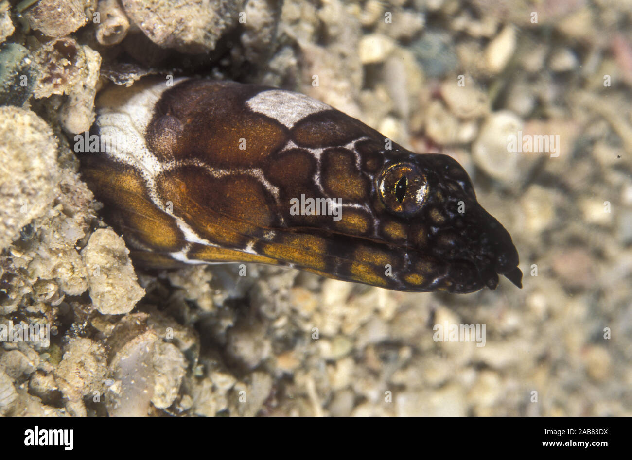 Napoleon snake eel (Ophichthus bonaparti), highly variable in size and number of spots; usually buried in sand or mud; feeds on fishes and crustaceans Stock Photo