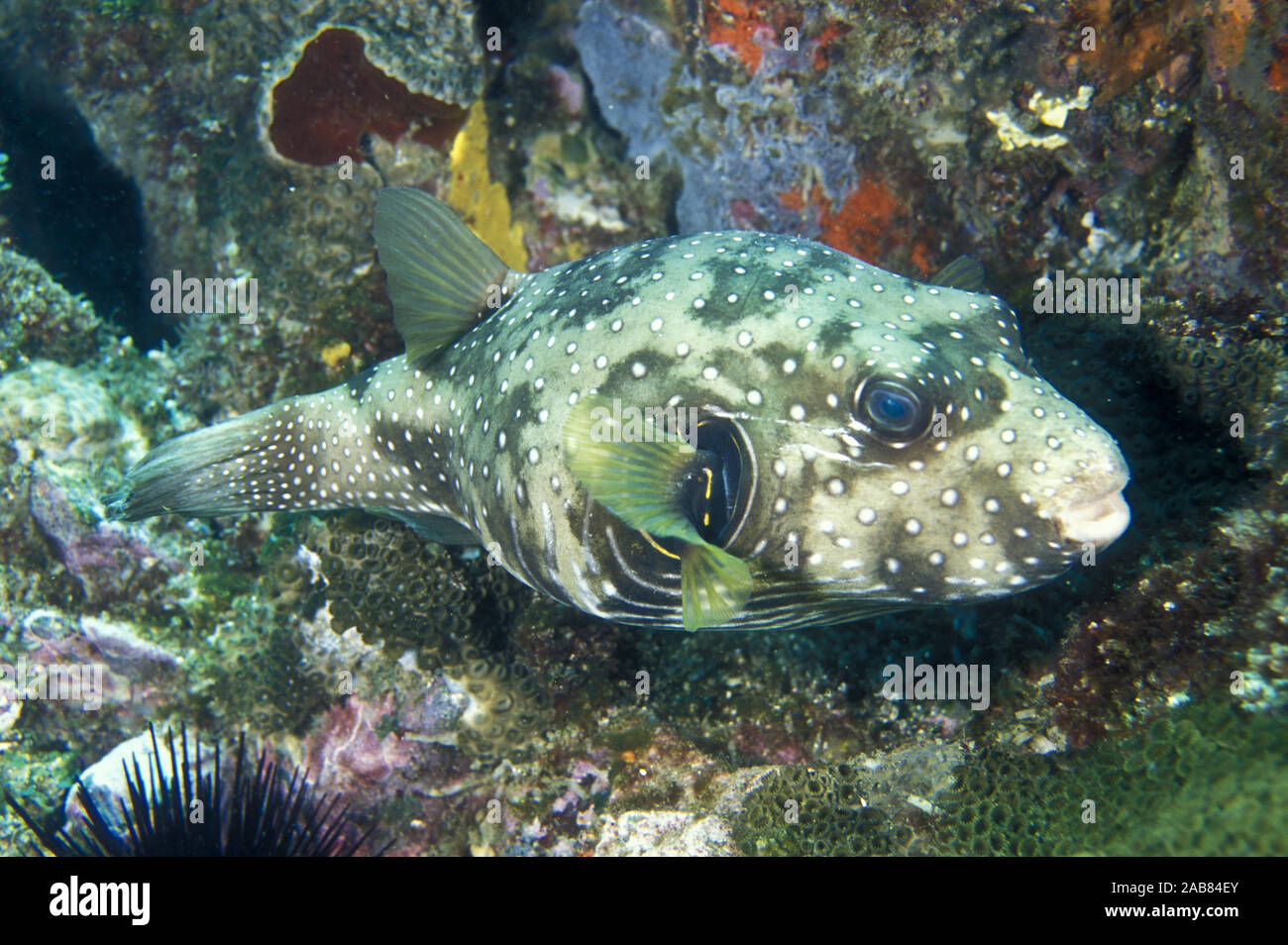 White-spotted puffer (Arothron hispidus), able to inflate itself to almost balloon-like proportions. Solitary Islands, New South Wales, Australia Stock Photo