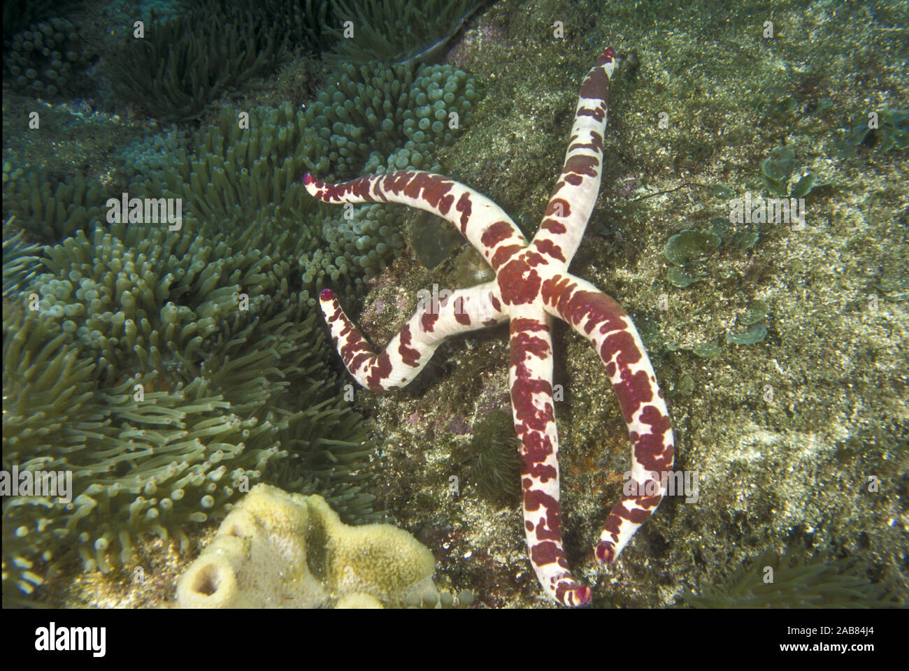 Sea star (Linckia multifora), can regenerate from a severed arm, a method of reproduction in this species. Can grow to 30 cm across. Solitary Islands, Stock Photo