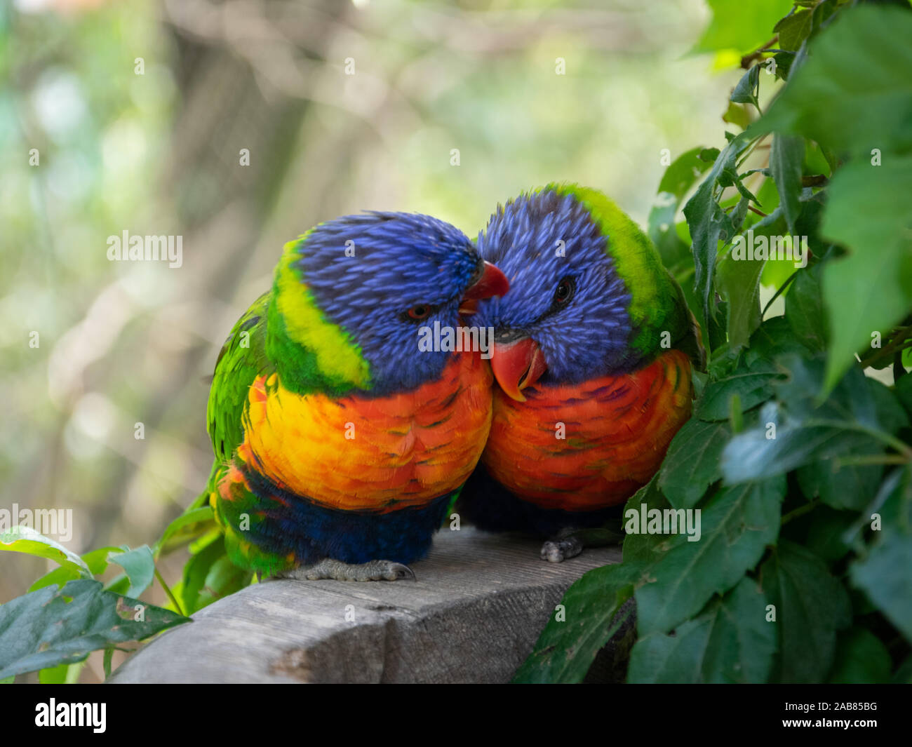 Narrow depth of field shot of two rainbow lorikeets preening each other on a stone basin. Stock Photo