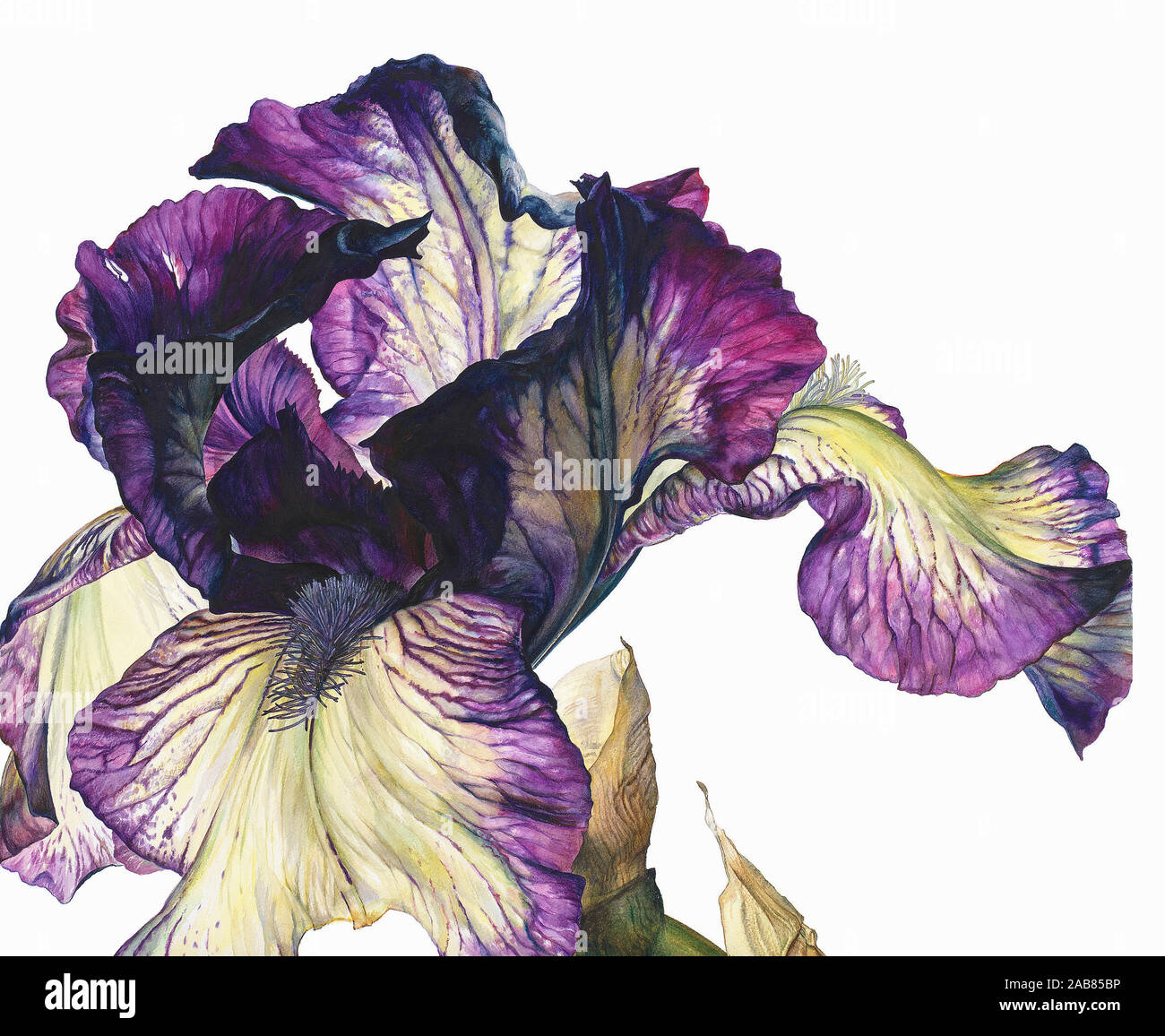 Dancer's Veil bearded iris Stock Photo