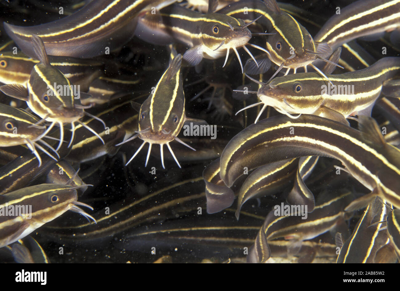 Striped eel catfish (Plotosus lineatus), juveniles; they tend to congregate tightly as a single body, often under ledges. Port Stephens, New South Wal Stock Photo