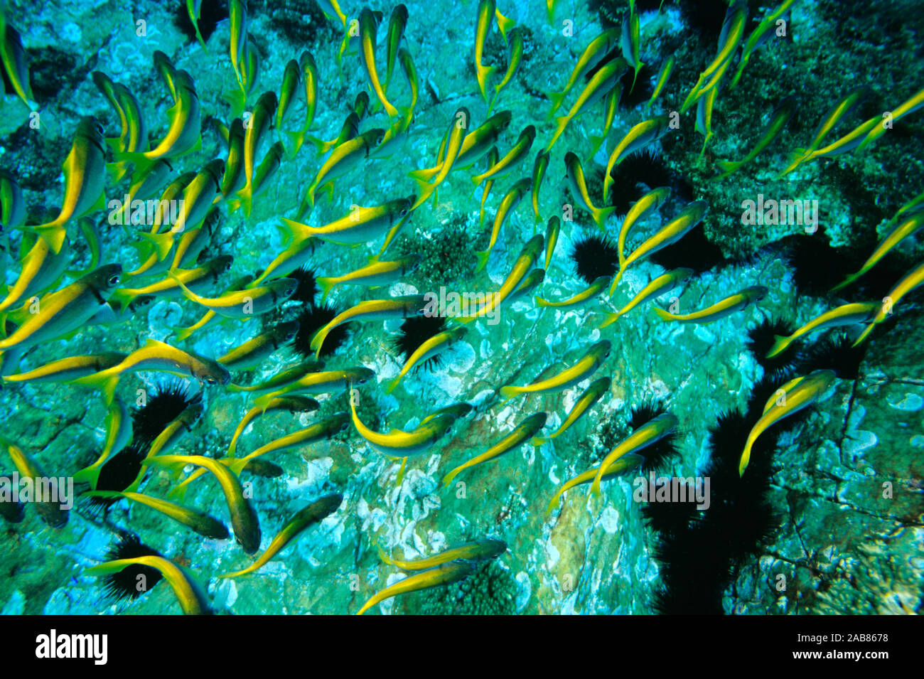 Eastern pomfreds (Schuettea scalaripinnis), shoal. North Solitary Island, New South Wales, Australia Stock Photo