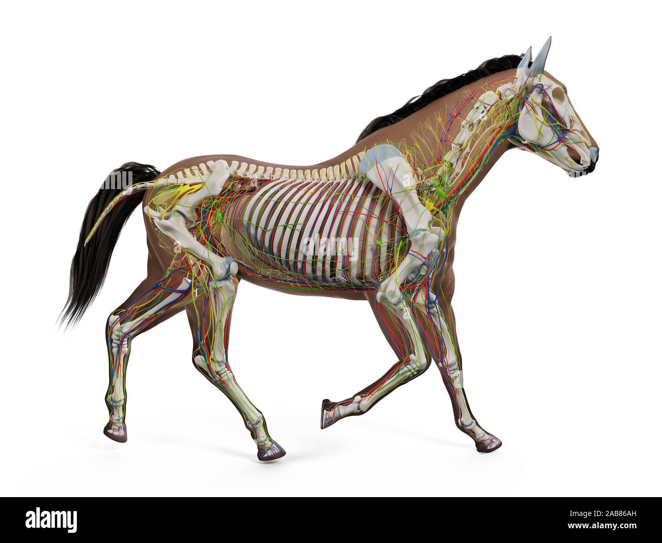 3d rendered medically accurate illustration of the equine anatomy Stock ...