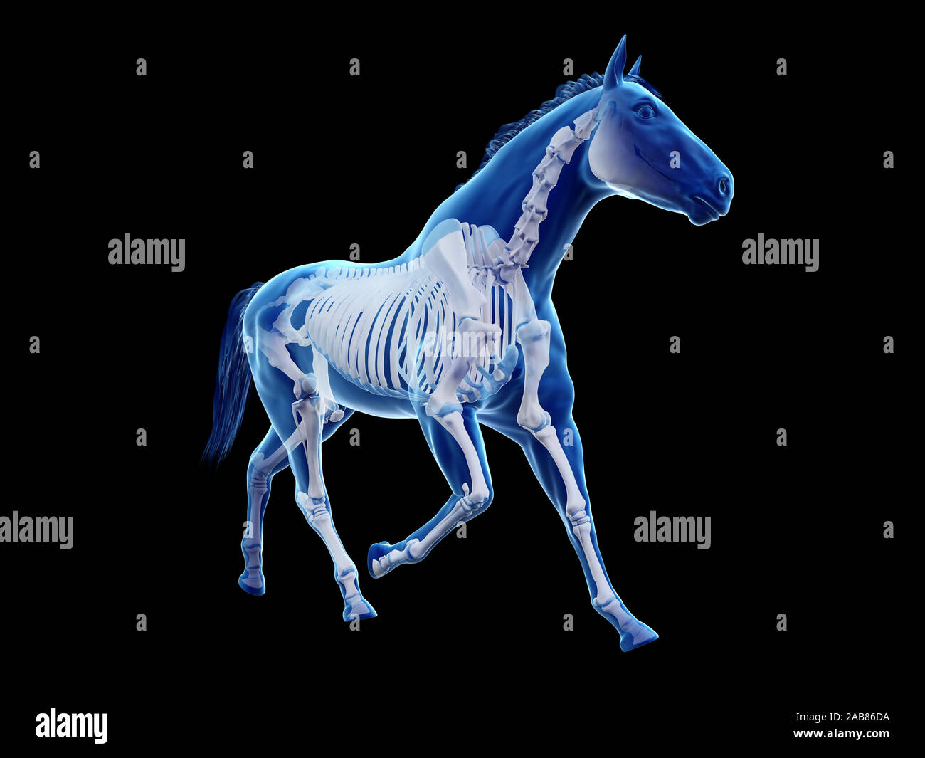 3d rendered medically accurate illustration of the equine anatomy the