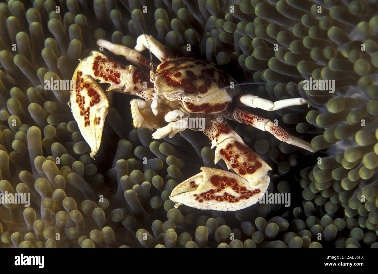 Porcelain crab (Neopetrolisthes maculatus), lives among tentacles of large anemones in tropical waters. Not true crabs. Port Moresby, Papua New Guinea Stock Photo