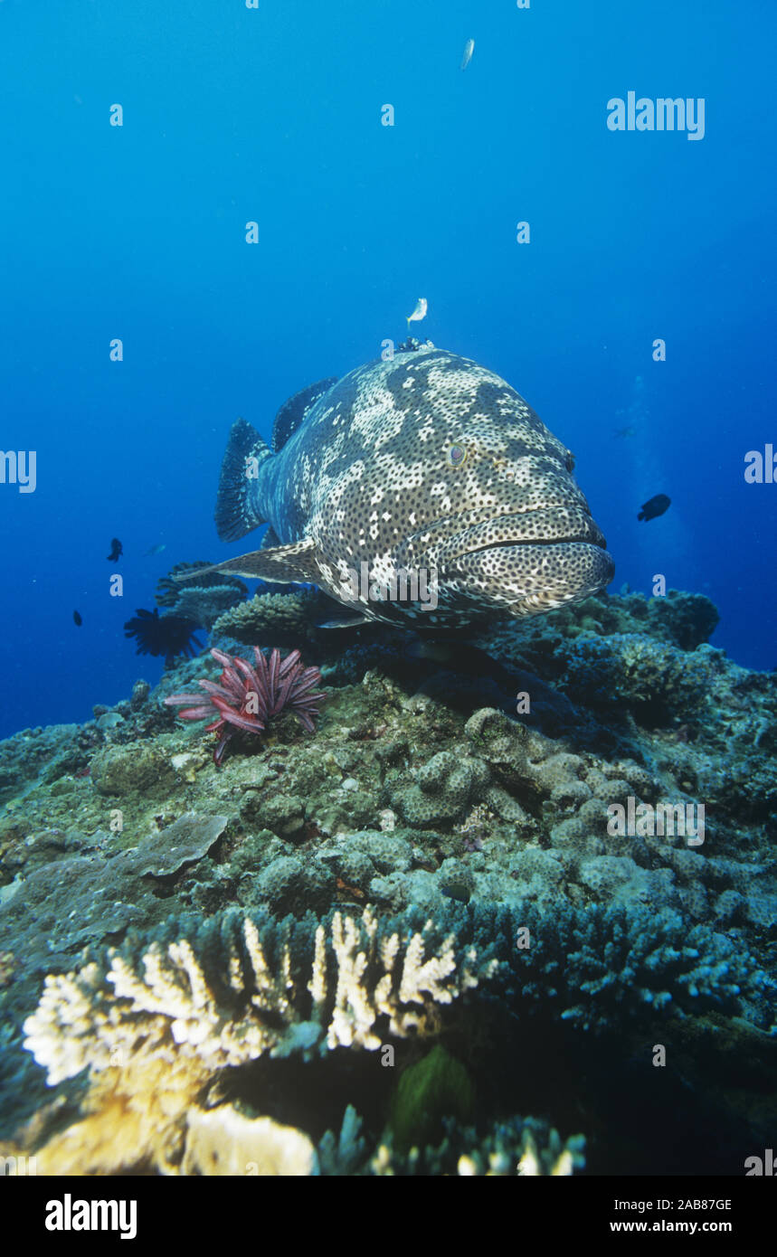 Brown-marbled grouper (Epinephelus fuscoguttatus), sits quietly on top of a coral outcrop while being cleaned by Bluestreak cleaner wrasse (Labroides Stock Photo