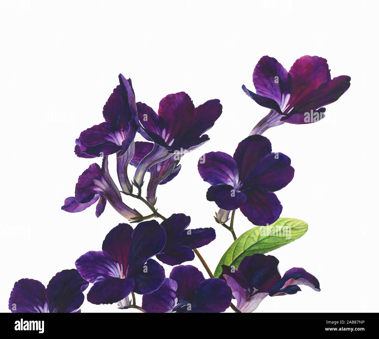 Flower stems of purple Streptocarpus (Cape Primrose) Stock Photo