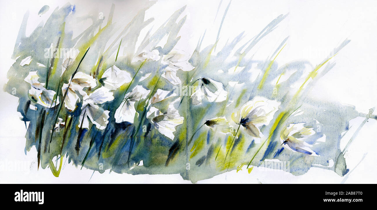 Cotton grass blowing in wind Stock Photo