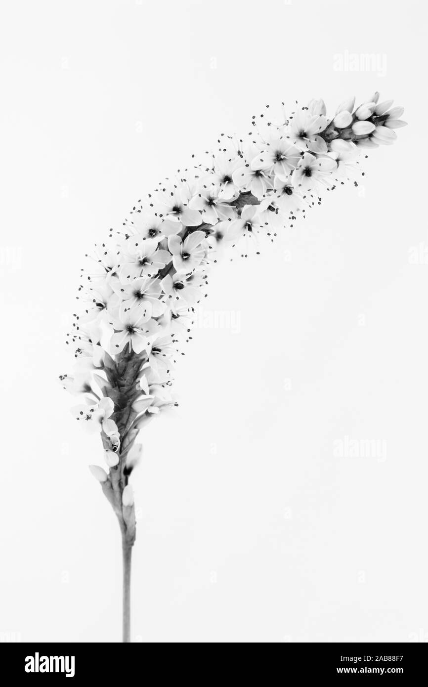 Black and white image of Persicaria affinis ‘Darjeeling Red’ against a white background Stock Photo