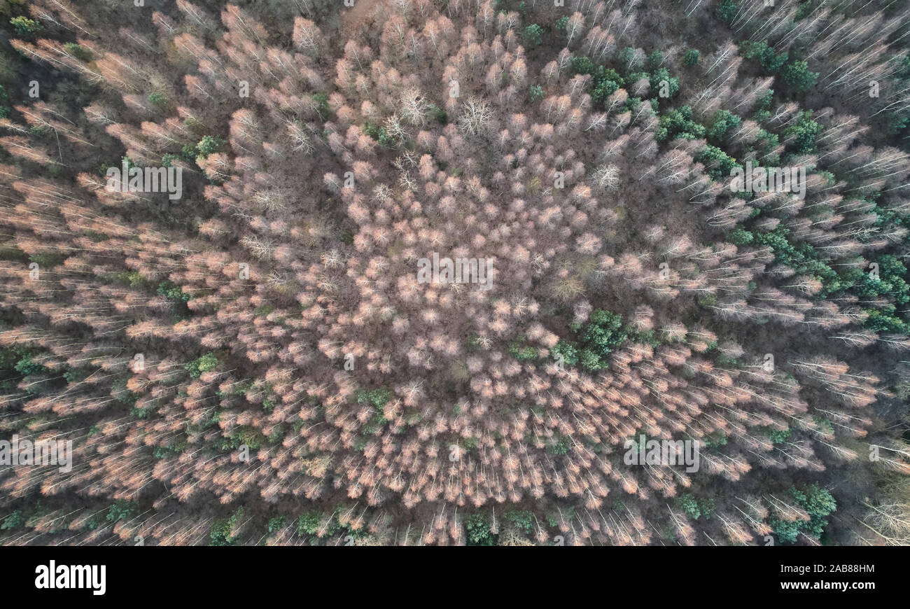 Pattern of dry grey forest above drone view. Stock Photo