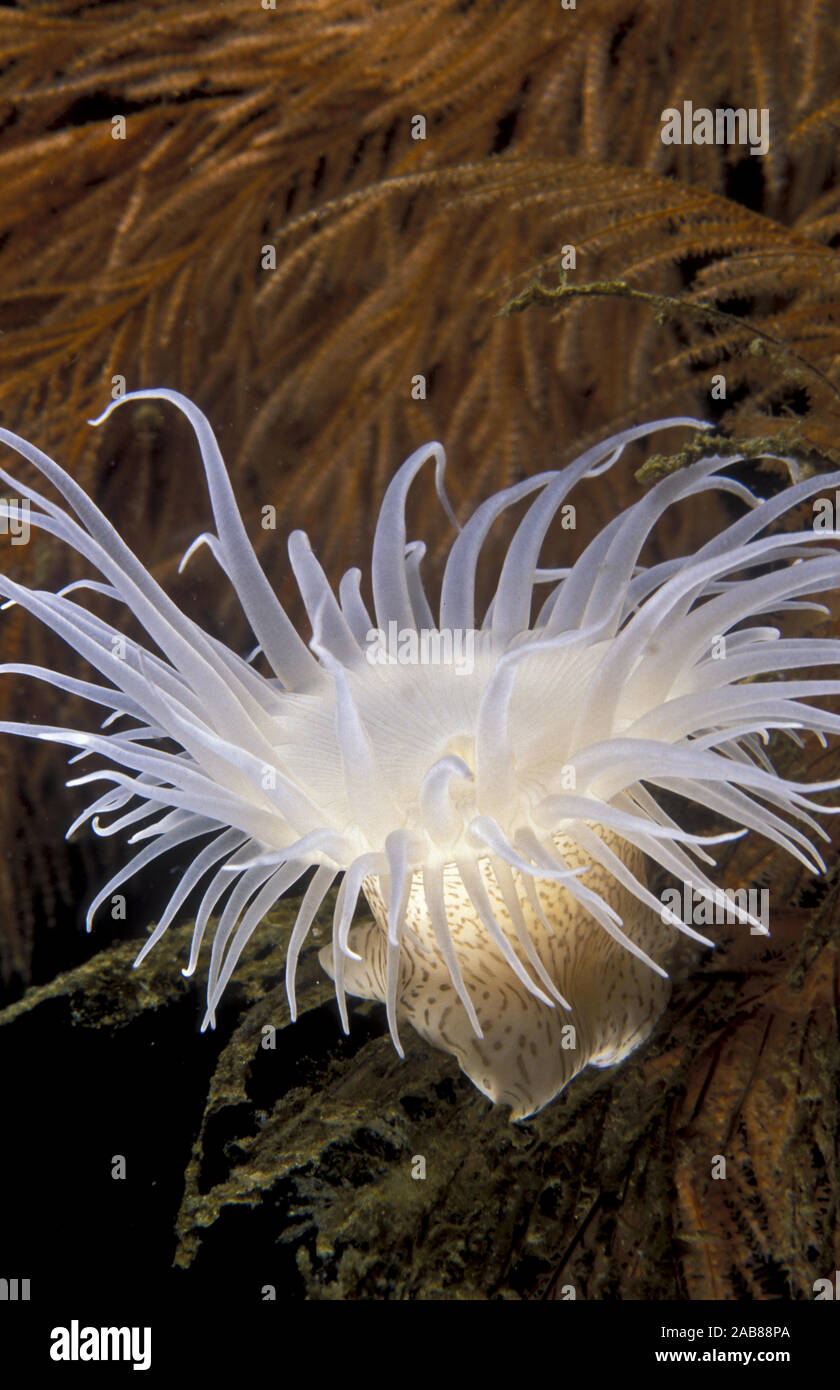 A wandering anemone (Nemanthus sp.), Found in deeper water of NSW and Southern Queensland attached to sea whips, black coral and hydroids. Solitary Is Stock Photo