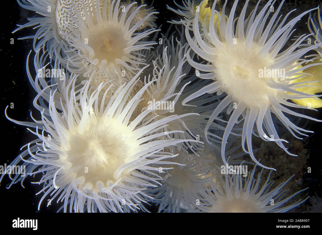 Striped and yellow wandering anemones (Nemanthus sp.), found in deeper water of NSW and Southern Queensland attached to sea whips, black coral and hyd Stock Photo