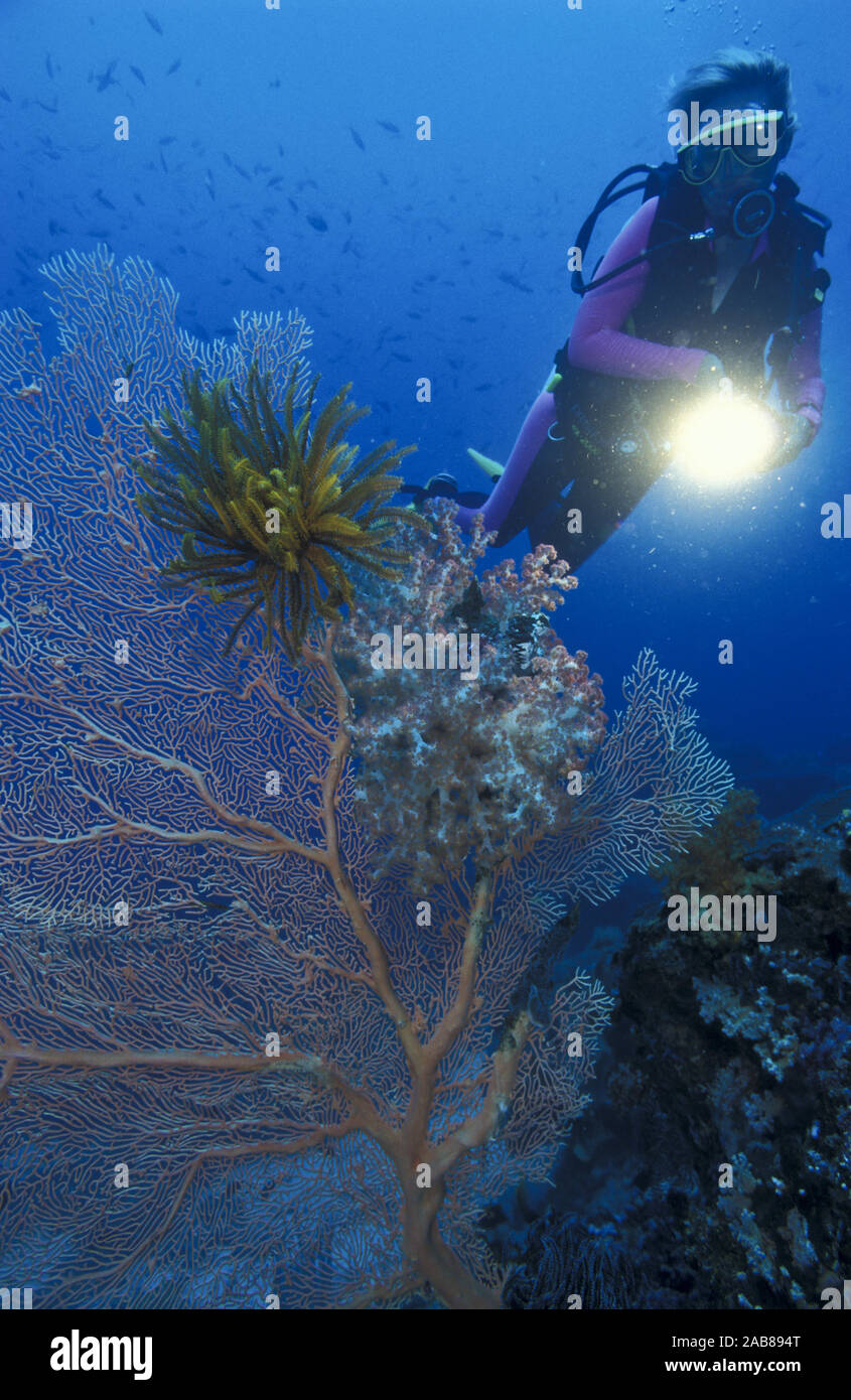 A large sea fan (Subergorgia mollis), attached for maximum food exposure are a crinoid (L. Comanthina schlegelii) and a soft coral (Dendronephthya sp. Stock Photo