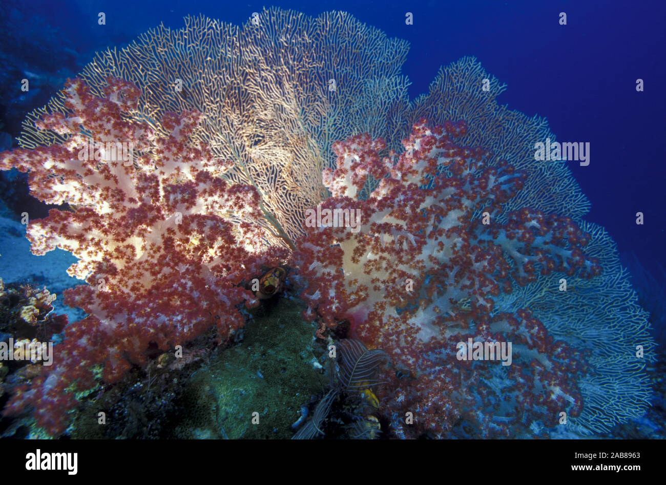Soft coral (Dendronephthya sp.), and Sea fan (Subergorgia sp.) perched for maximum exposure to currents. Solomon Islands Stock Photo