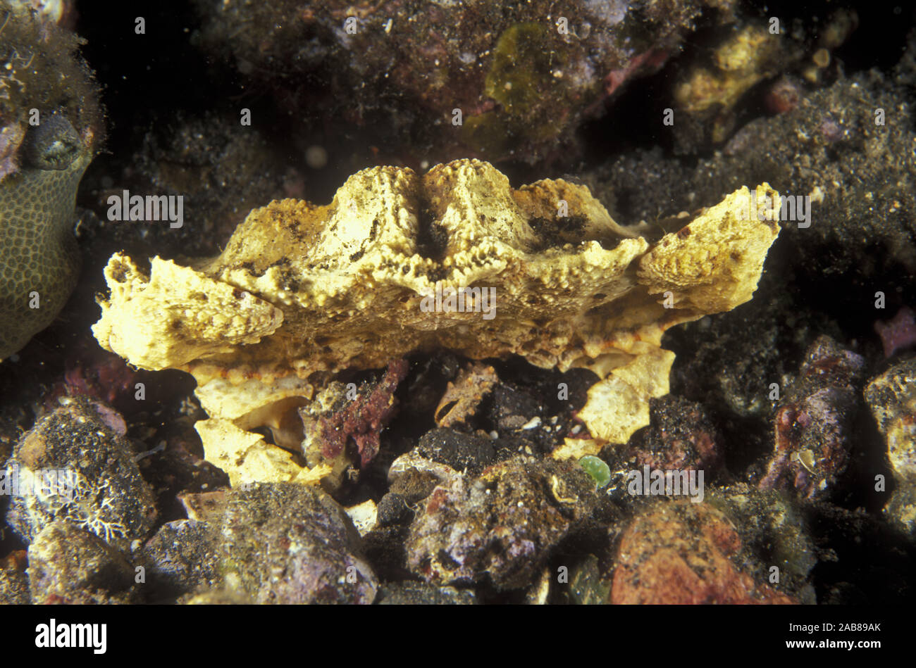 Stealth crab (Aethra scruposa), rarely seen as it usually buries itself in sand between reefs, at depths between 335 and 200 m. Mimics a broken piece Stock Photo