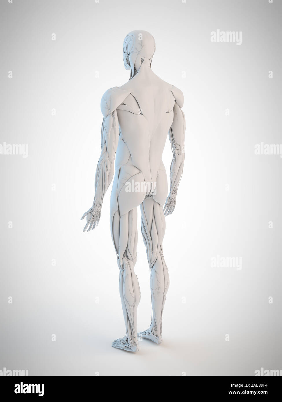 3d rendered medically accurate illustration of the human anatomy Stock ...