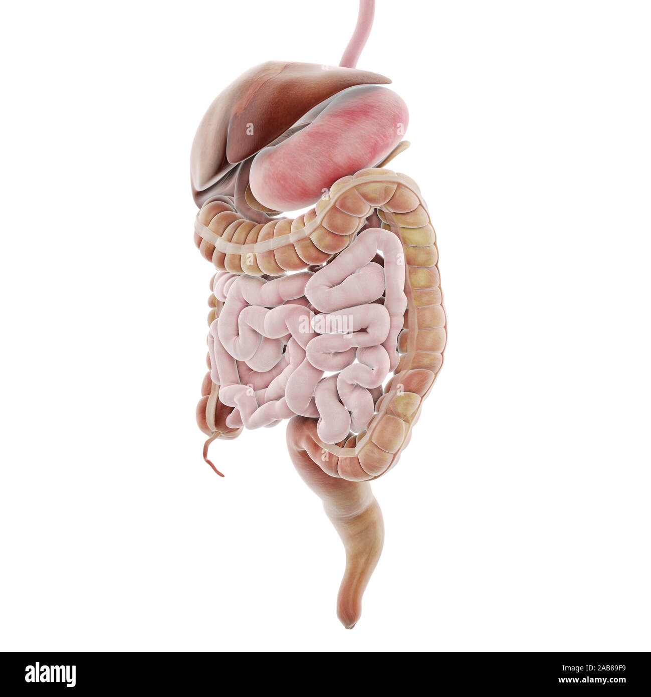 Digestive system Cut Out Stock Images & Pictures - Alamy