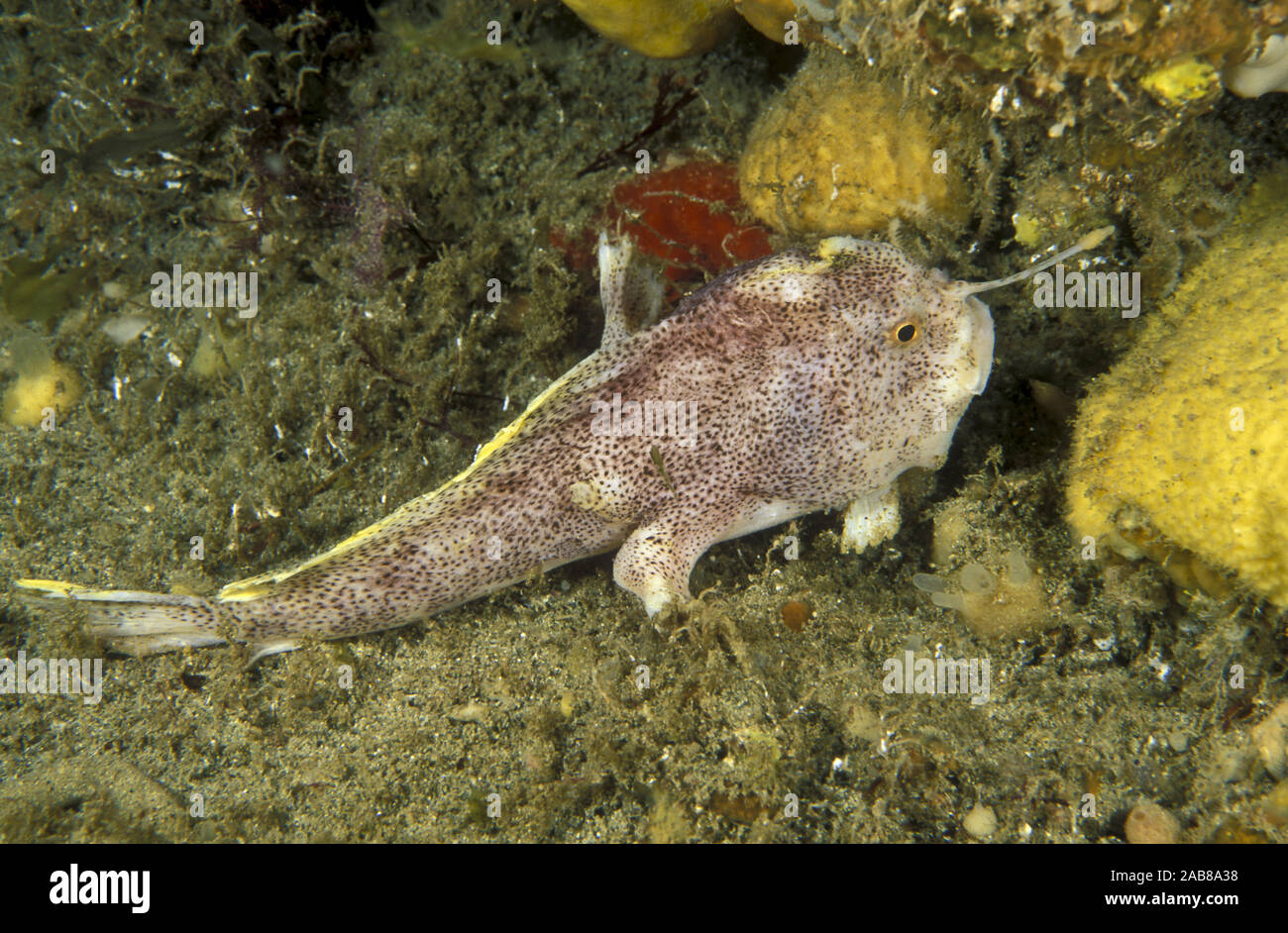 Warty handfish hi-res stock photography and images - Alamy