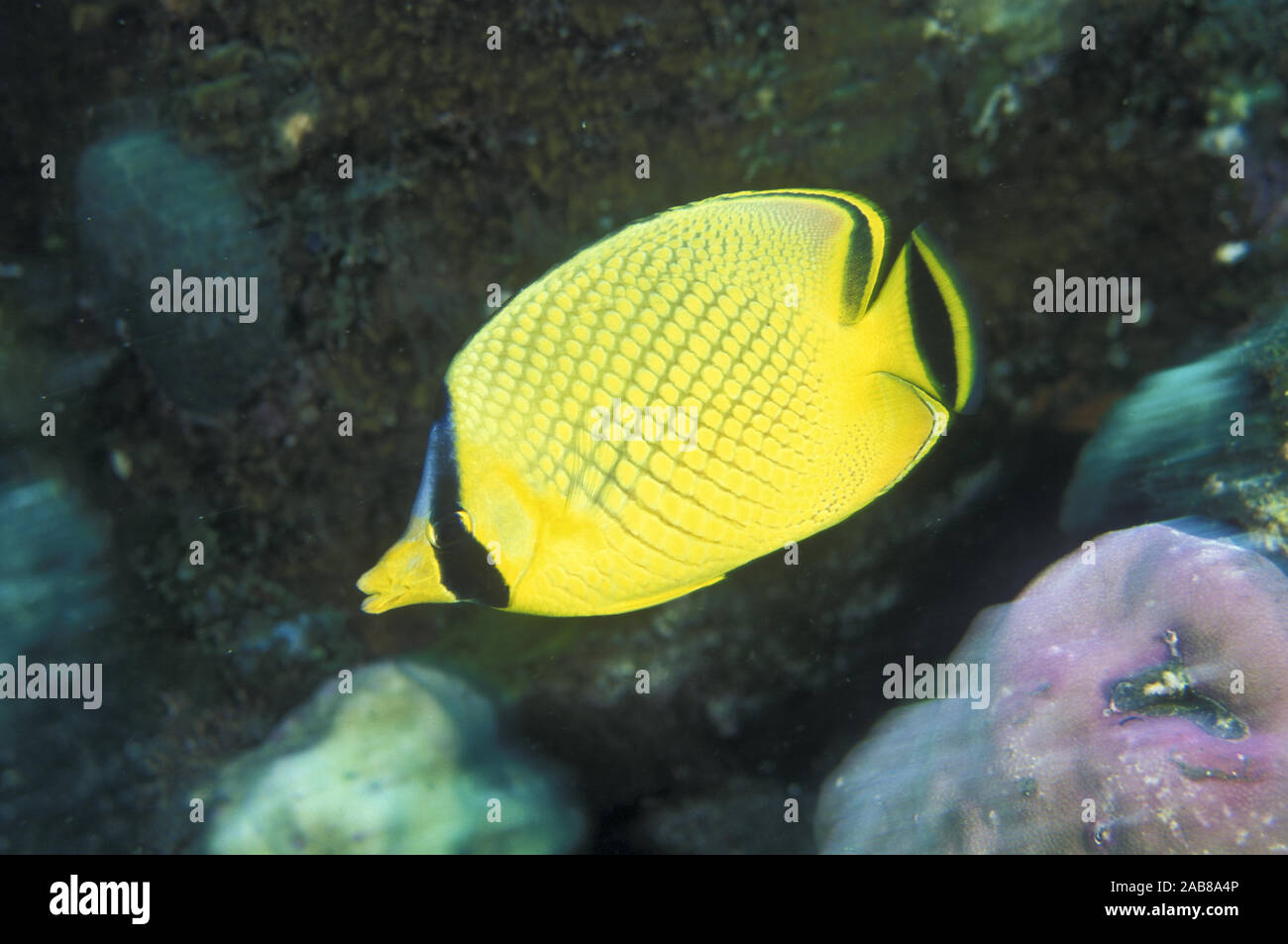 Latticed butterflyfish (Chaetodon rafflesii), Like most butterflyfish, it is prized as an aquarium fish. Not common on the Great Barrier Reef. Bali, I Stock Photo