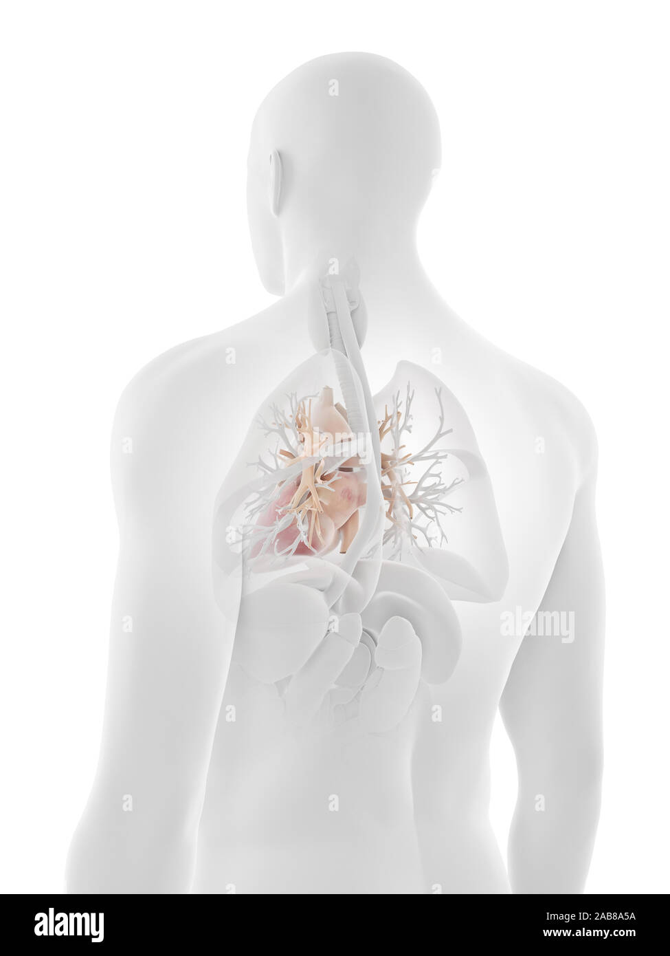 3d rendered medically accurate illustration of the human heart Stock ...